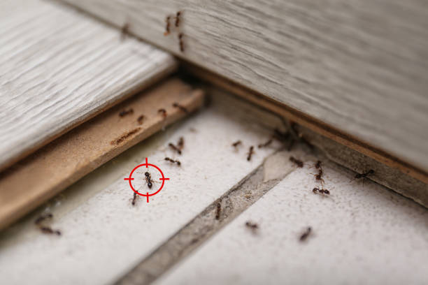 Best Best Pest Control Companies  in Jerseyvle, IL