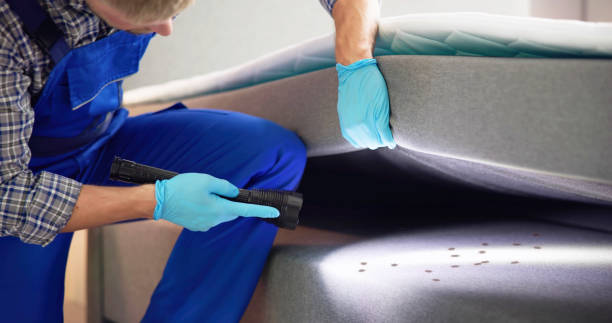 Best Wasp Removal Services  in Jerseyvle, IL