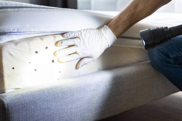 Best Pest Control for Homes  in Jerseyvle, IL