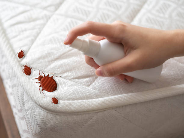 Best Affordable Pest Control Services  in Jerseyvle, IL