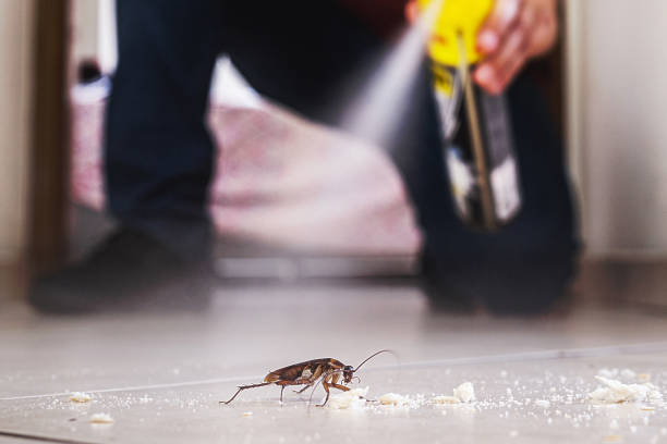 Best Wasp Removal Services  in Jerseyvle, IL