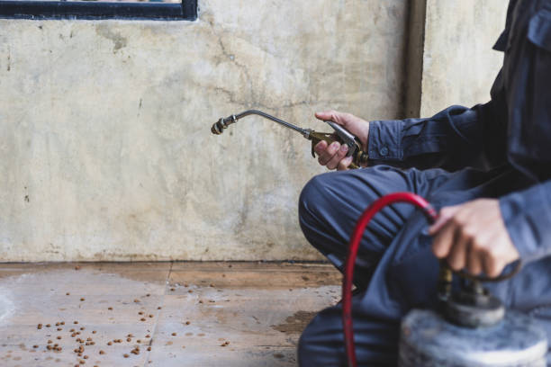 Best Termite Control Services  in Jerseyvle, IL
